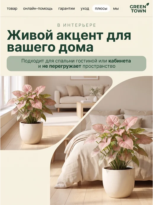 GREEN TOWN Сингониум Неон Розовый живое растение, зеленый, фото 7