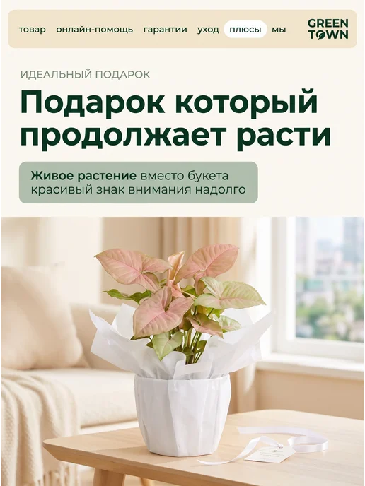 GREEN TOWN Сингониум Неон Розовый живое растение, зеленый, фото 8