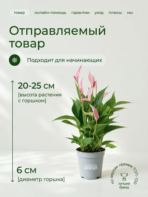 GREEN TOWN Антуриум лили живое растение, зеленый, фото 2