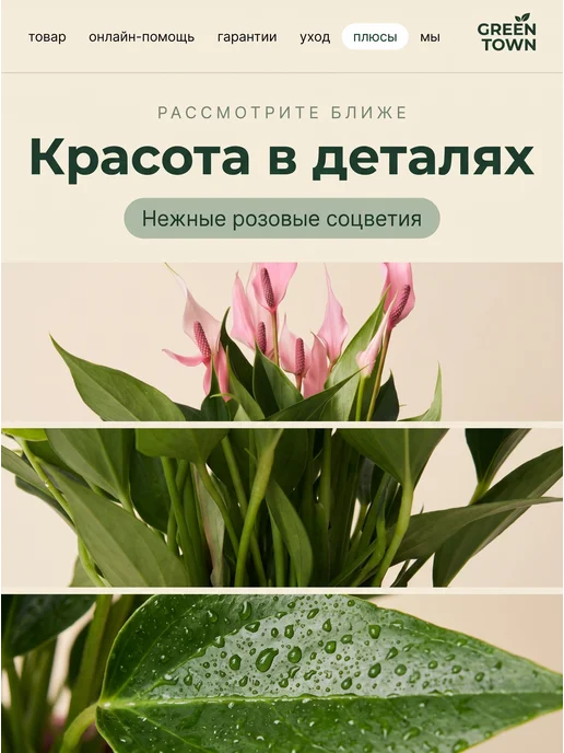 GREEN TOWN Антуриум лили живое растение, зеленый, фото 3