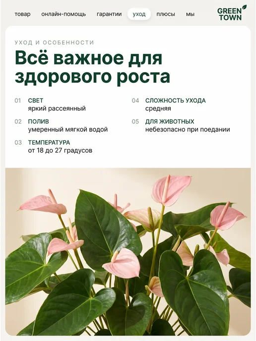 GREEN TOWN Антуриум лили живое растение, зеленый, фото 4