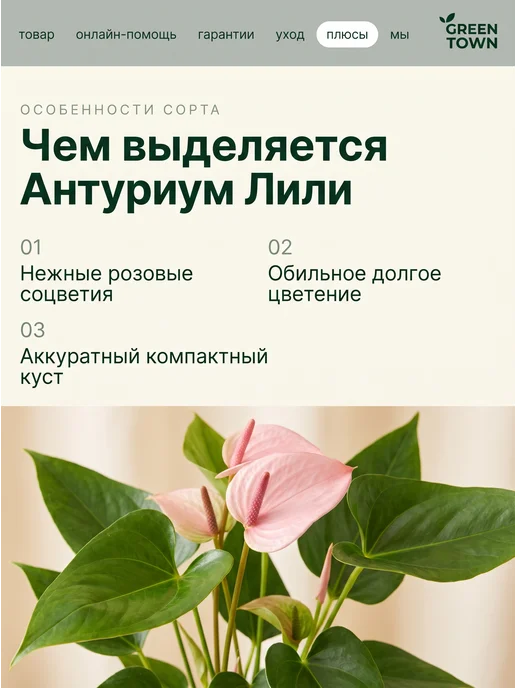 GREEN TOWN Антуриум лили живое растение, зеленый, фото 5