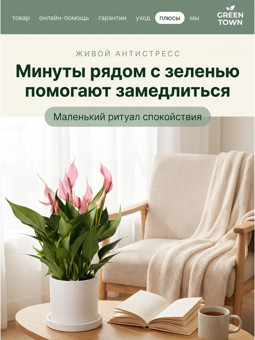 GREEN TOWN Антуриум лили живое растение, зеленый, фото 6
