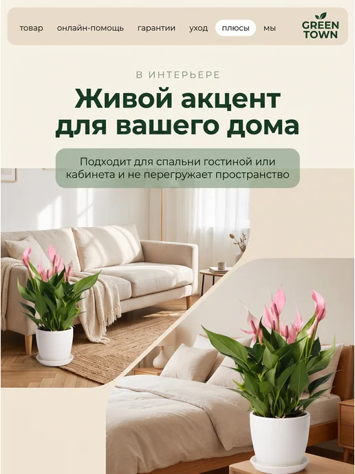 GREEN TOWN Антуриум лили живое растение, зеленый, фото 7