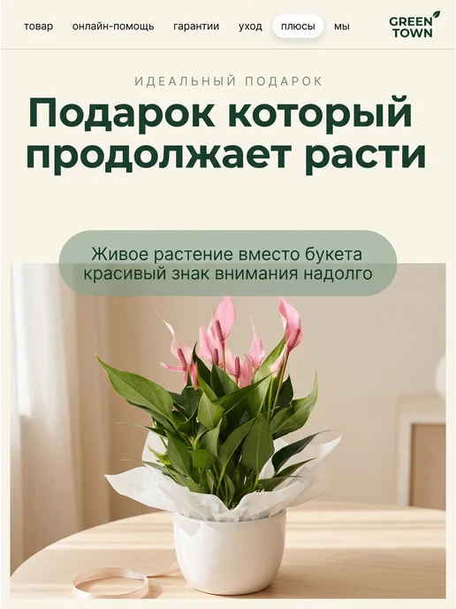 GREEN TOWN Антуриум лили живое растение, зеленый, фото 8