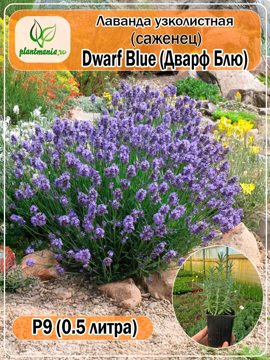 Лаванда узколистная Dwarf Blue (Дварф Блю) Р9