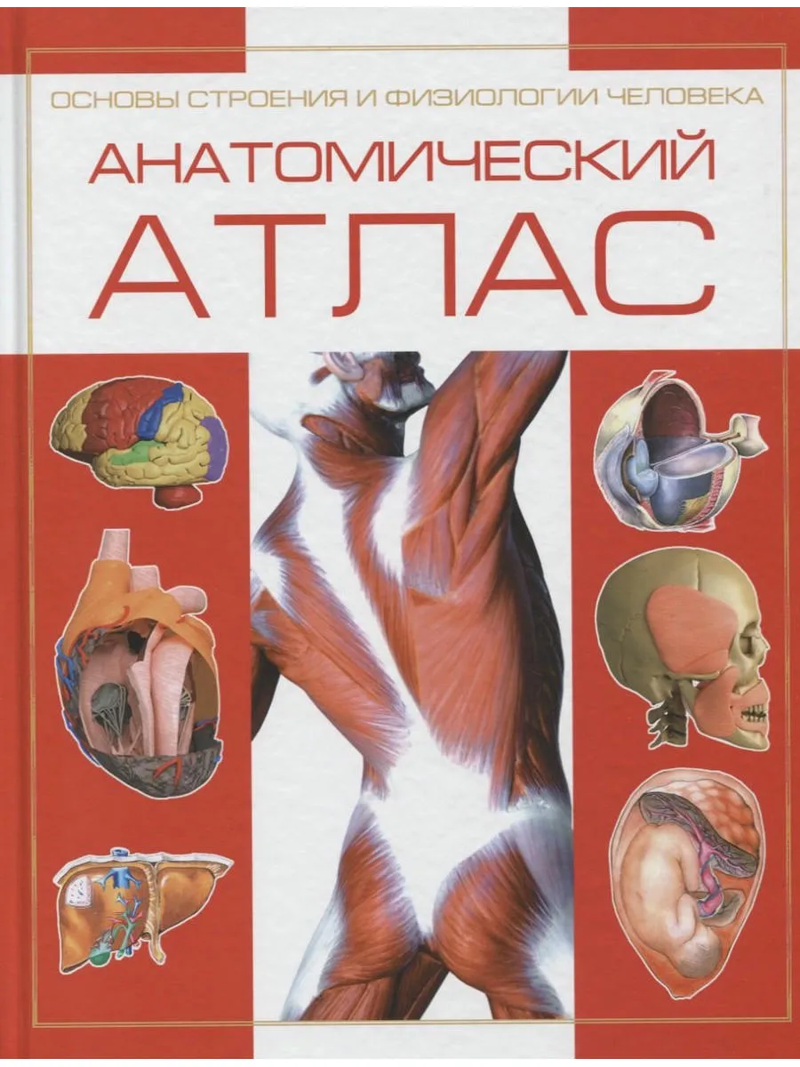 Анатомический атлас.