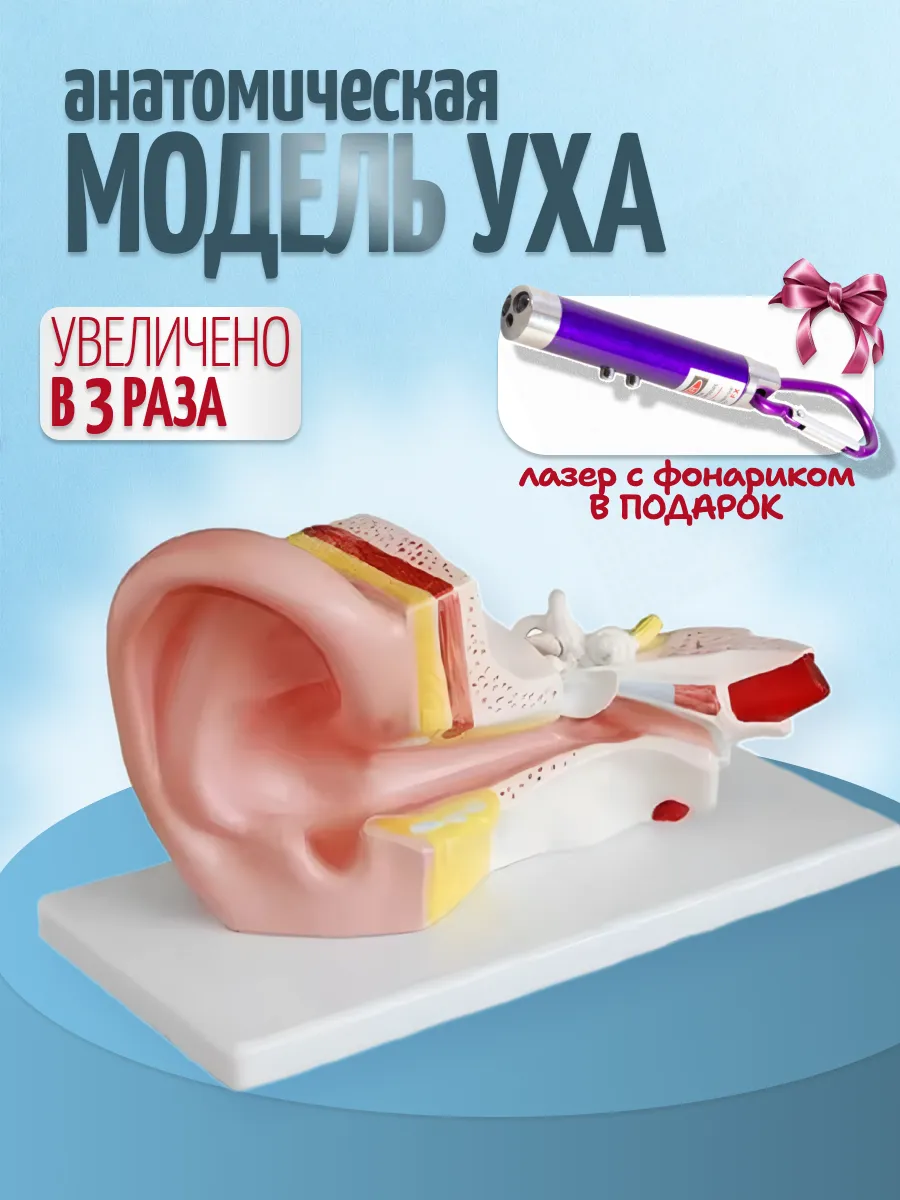 Анатомическая модель уха человека с фонариком