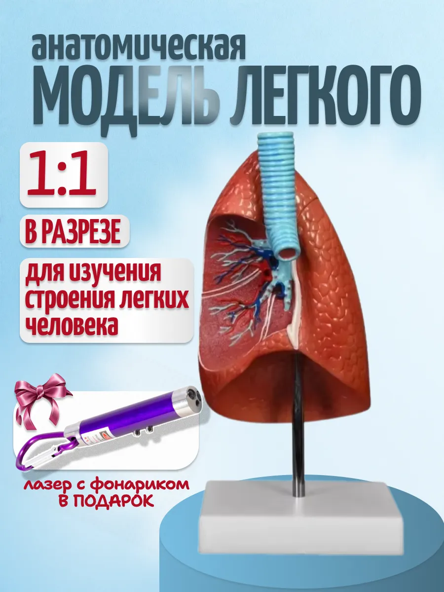 Анатомическая модель легких человека с фонариком