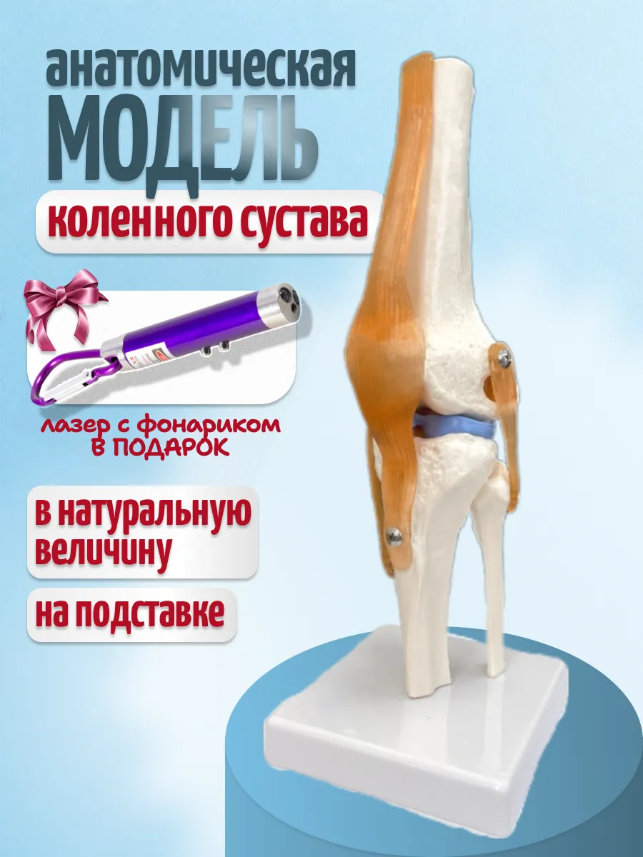 Анатомическая модель коленного сустава с фонариком