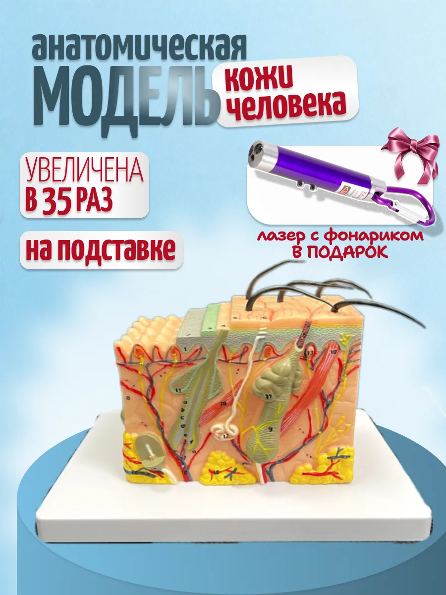 Анатомическая модель кожи человека с фонариком