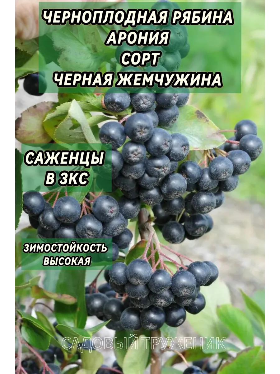 Саженец Рябина Черноплодная Арония Черная Жемчужина