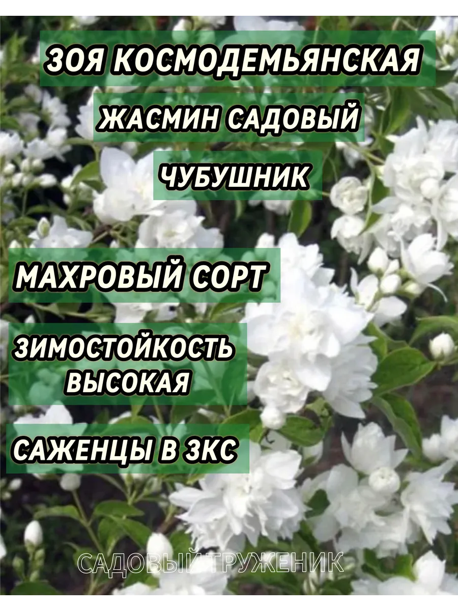 Саженец Чубушник жасмин махровый Зоя Космодемьянская