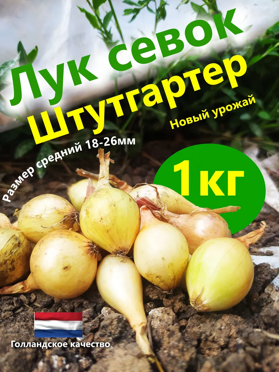Лук севок для посадки
