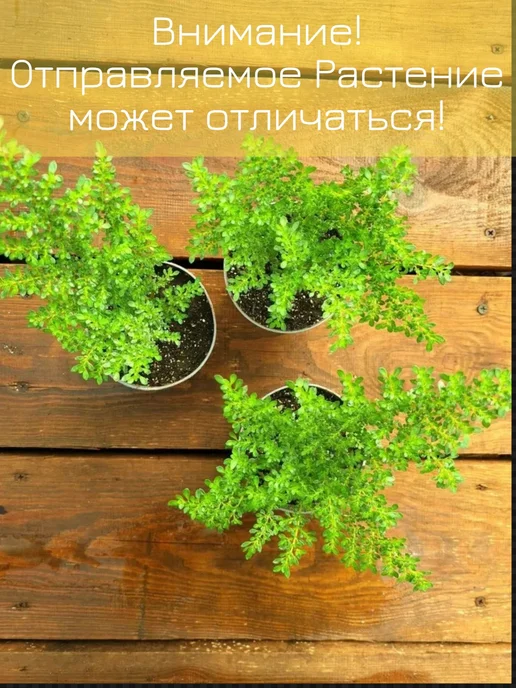 Комнатное Растение Пилея Мелколистная, вариант, фото 3