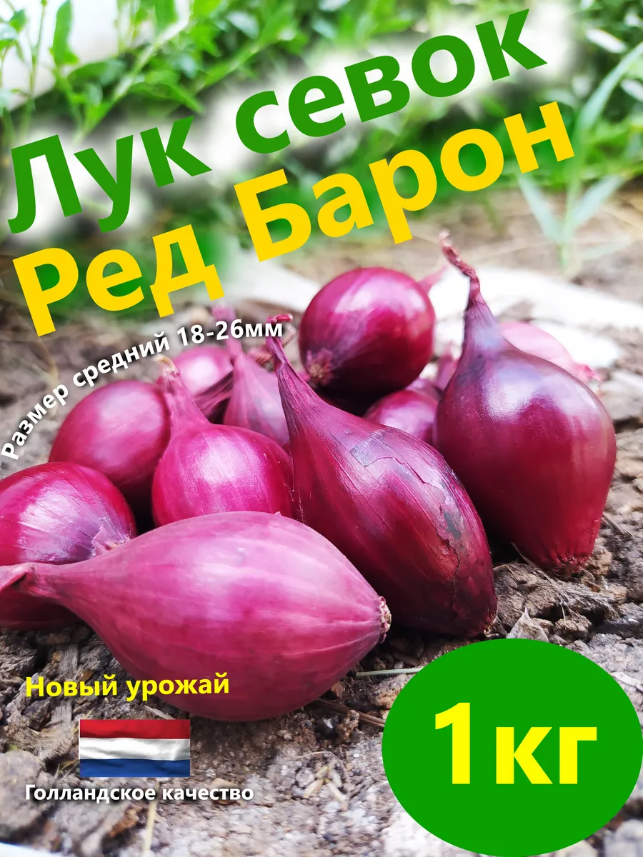 Лук севок для посадки Красный