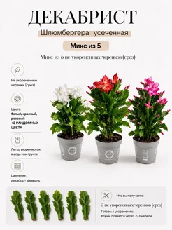 Черенки Декабриста Микс (5)шт