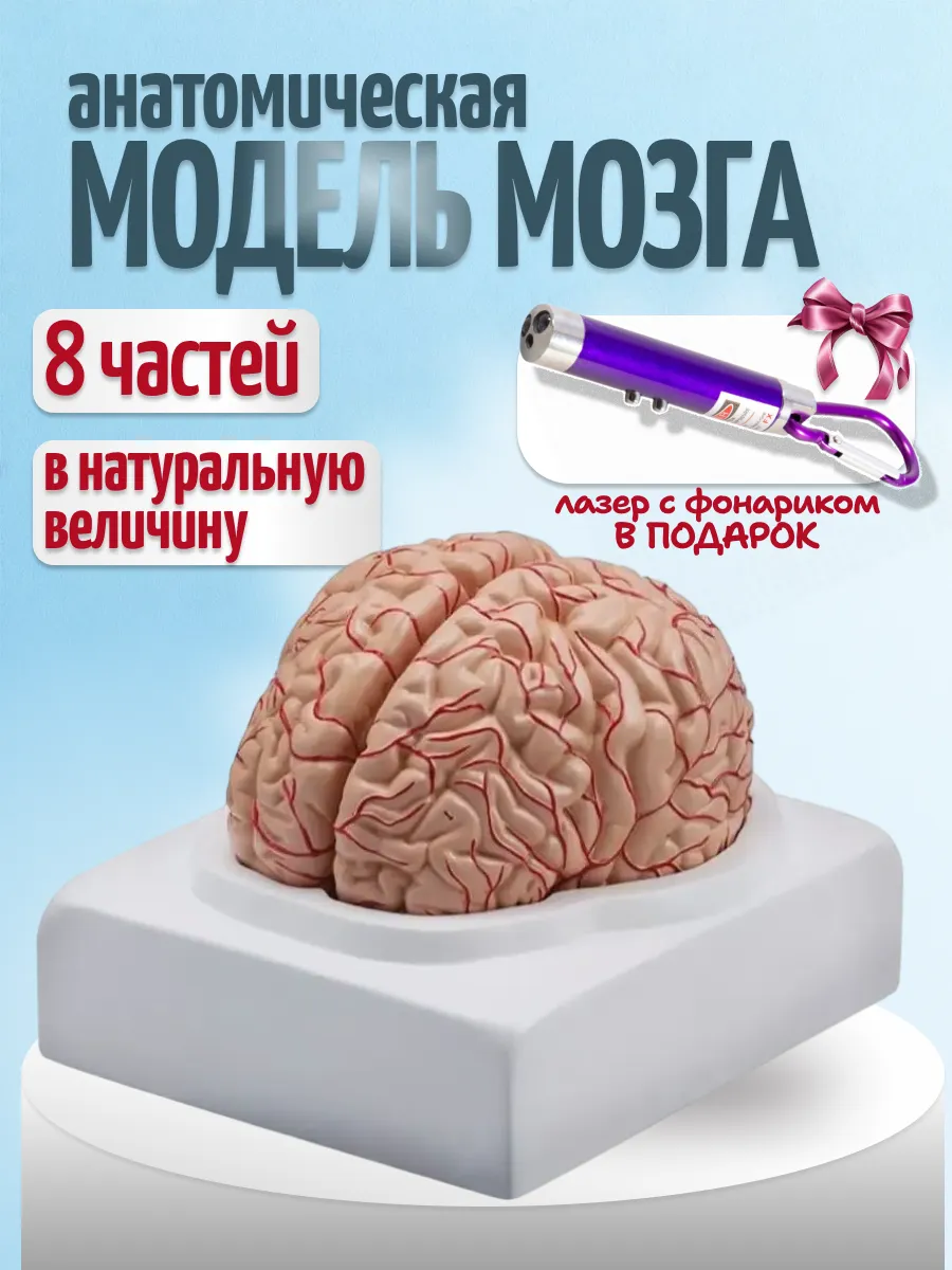 Анатомическая модель мозга человека с фонариком
