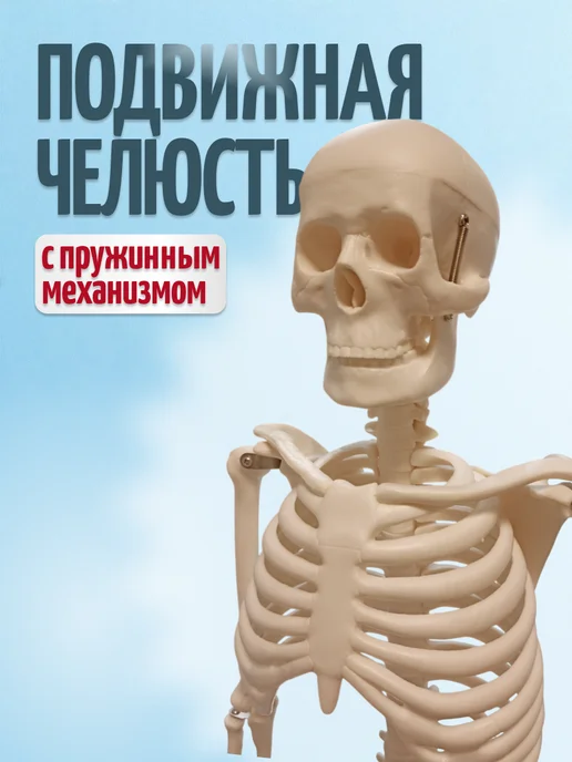 Retorsa Анатомическая модель скелета человека с фонариком, вариант, фото 2