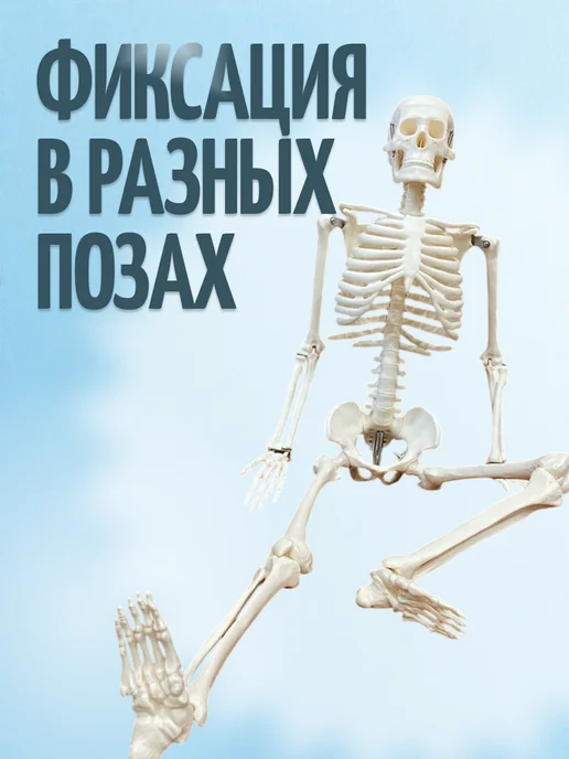Retorsa Анатомическая модель скелета человека с фонариком, вариант, фото 3