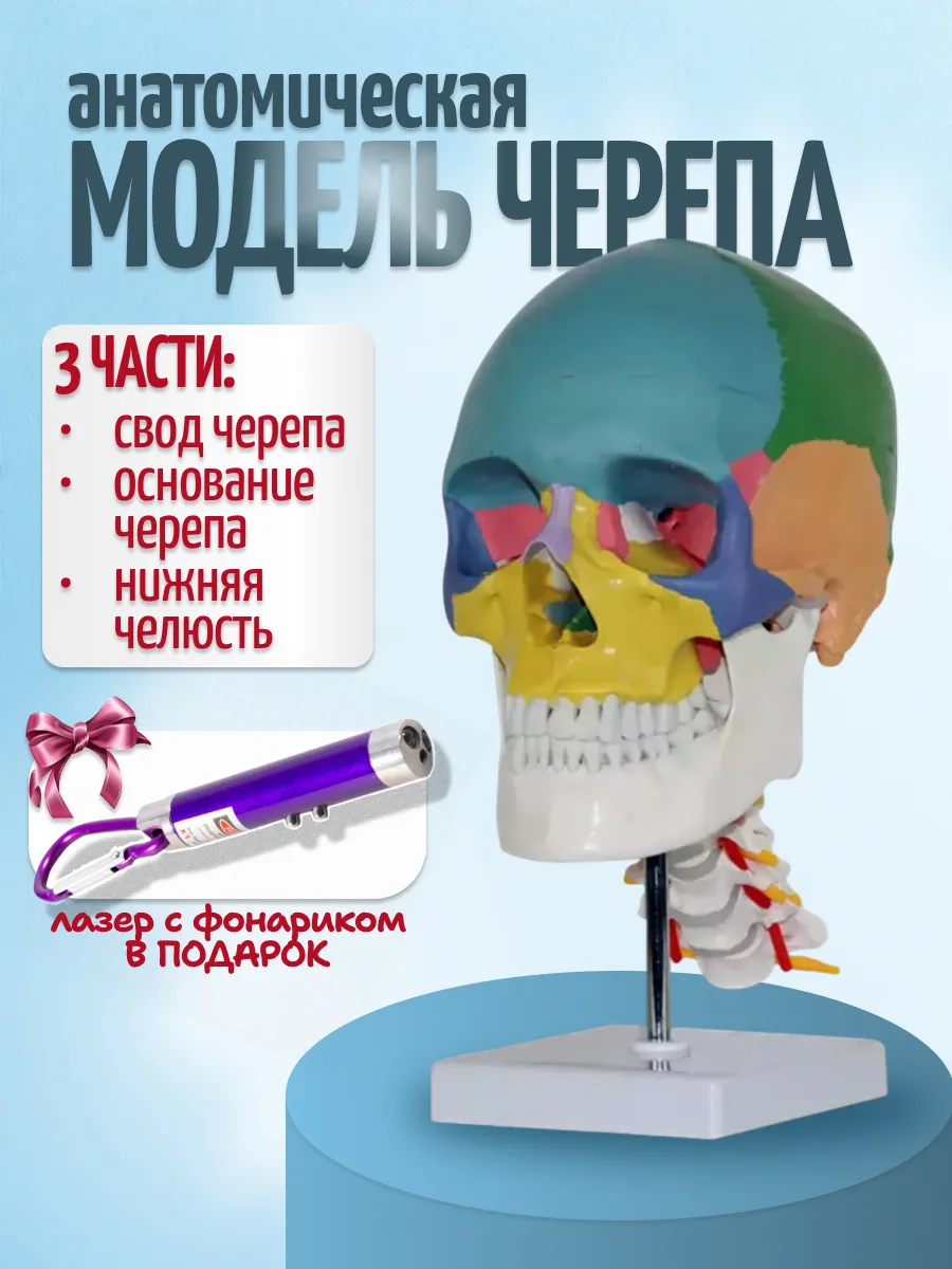 Модель черепа человека с шейными позвонками с фонариком