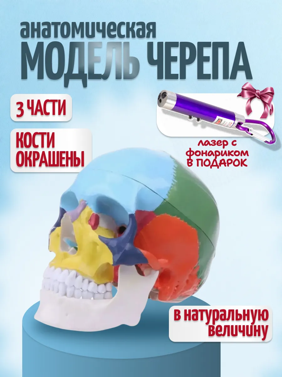 Модель черепа человека 3 части с фонариком