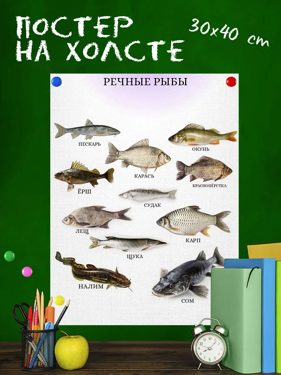 Обучающий плакат для школы Речные рыбы 30х40 см