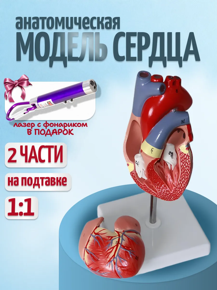 Анатомическая модель сердца человека с фонариком