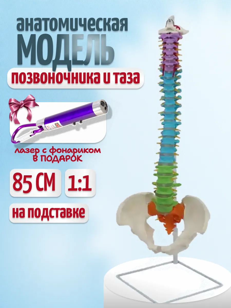 Модель позвоночника и таза человека с фонариком