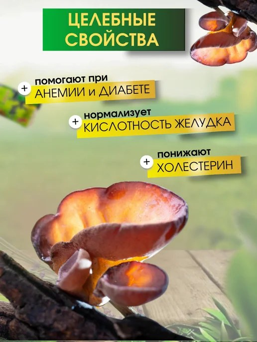 Грибы древесные сушеные Муэр 2 штуки набор, вариант, фото 2