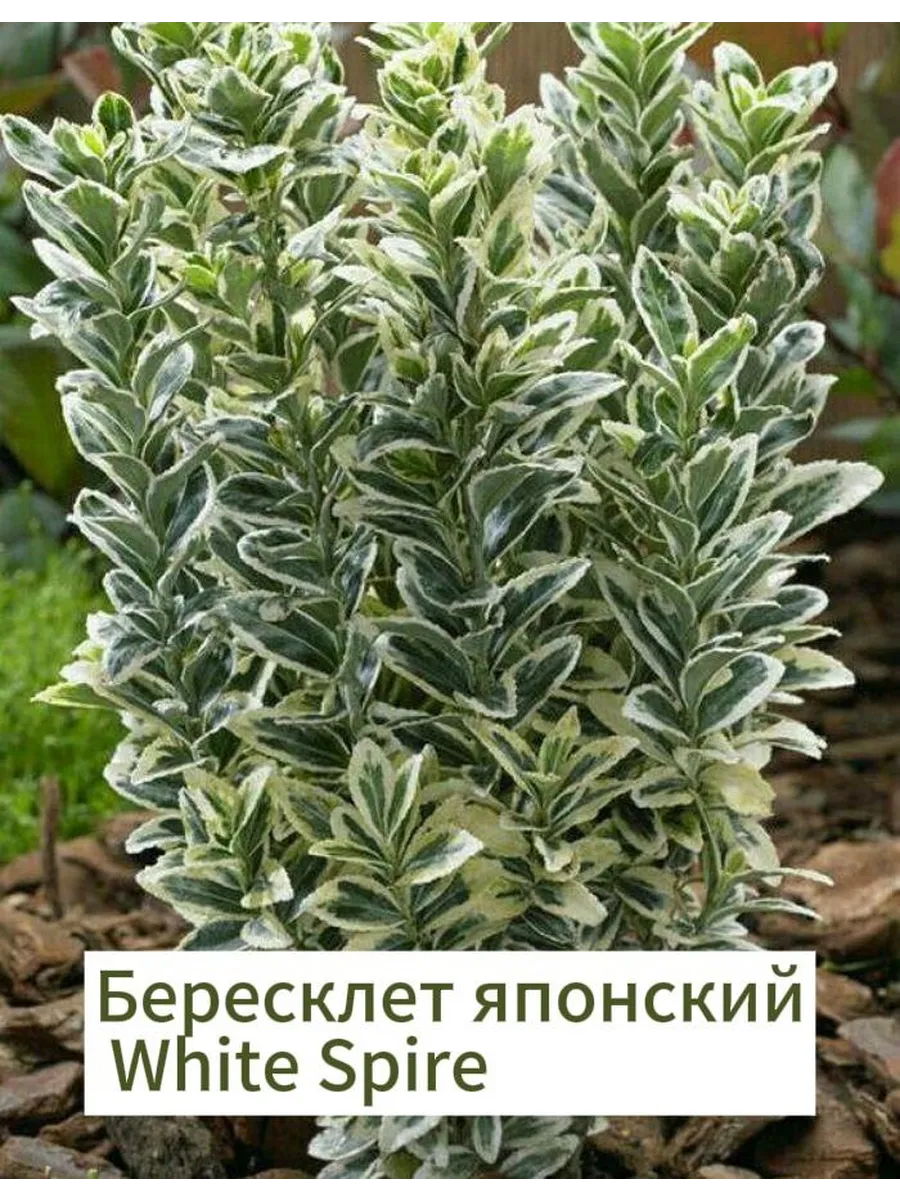 Бересклет японский Уайт Спайр саженец