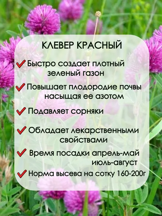 Клевер красный луговой семена, красный, в упаковке 110 г, фото 2