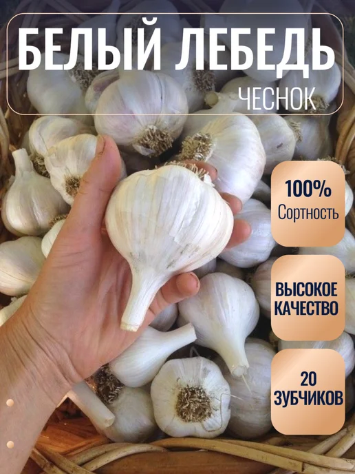 Чеснок озимый на посадку сорт Белый лебедь 20 зубчиков, белый