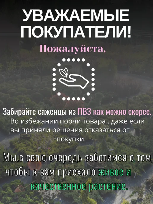 Чеснок озимый на посадку сорт Белый лебедь 20 зубчиков, белый, фото 3