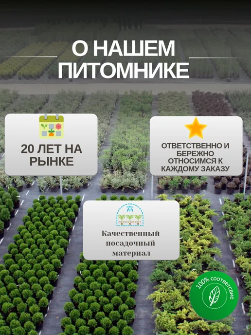 Чеснок озимый на посадку сорт Белый лебедь 20 зубчиков, белый, фото 4