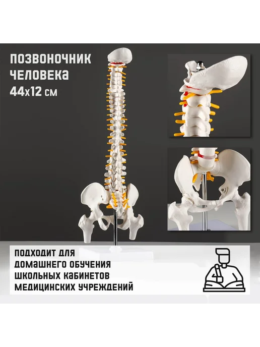 Paraplan Макет человека "Позвоночник" 44 см x 12 см, вариант