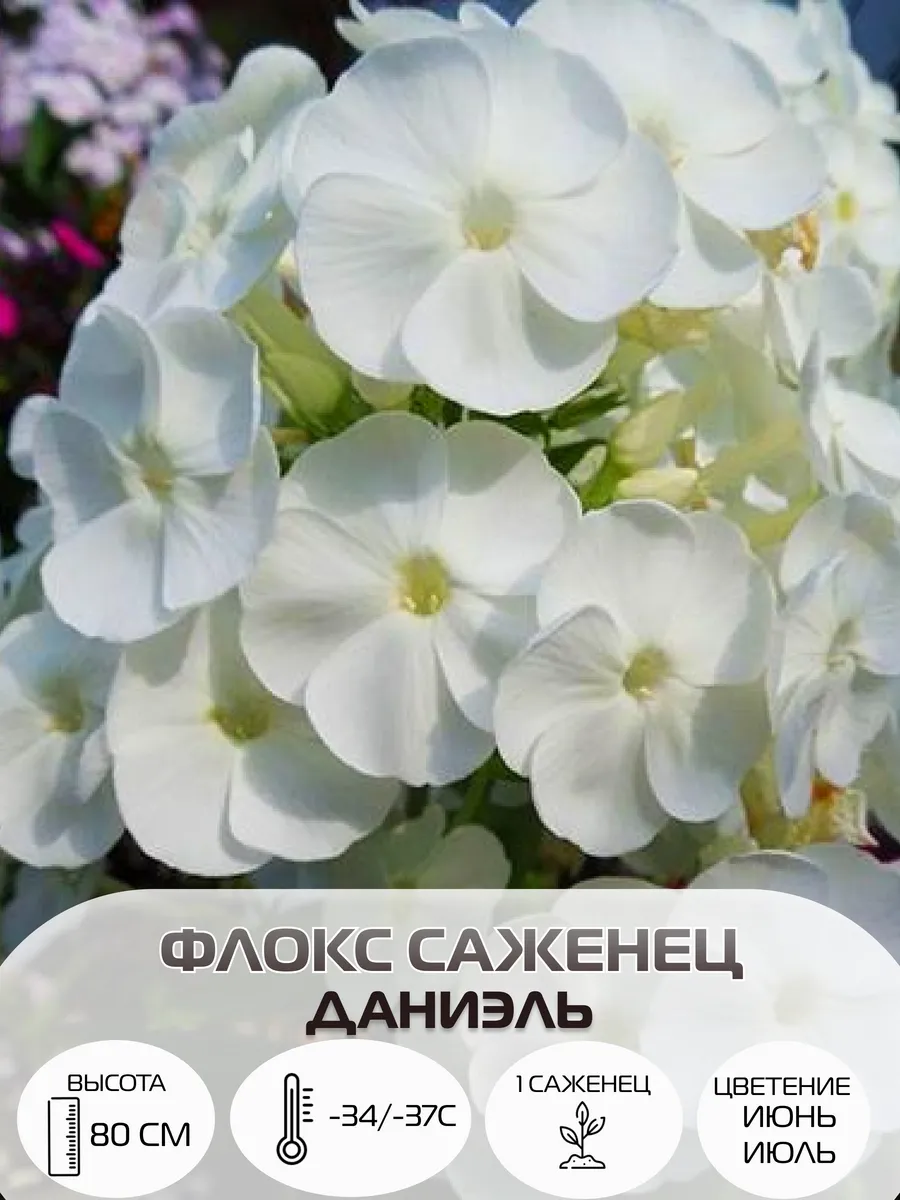 Флоксы саженцы, многолетние зимостойкие цветы