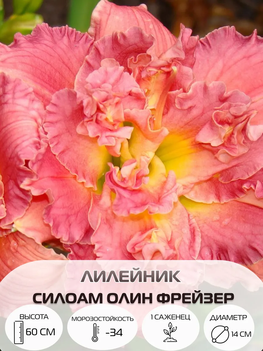 Саженец лилейника, многолетние зимостойкие цветы