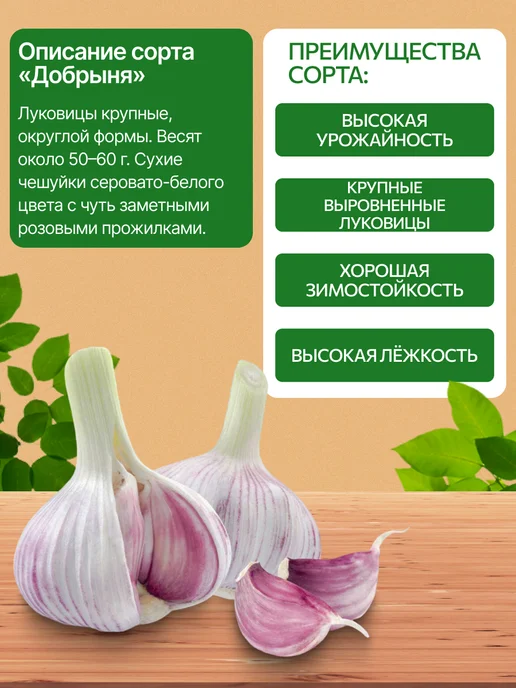ДОМАШНИЙ ВКУС Чеснок озимый на посадку осенью Добрыня 0.5 кг, 500 г, фото 2