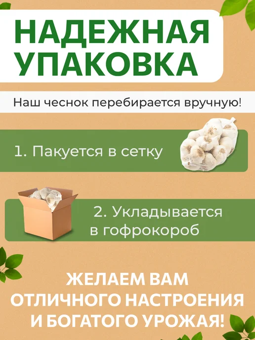 ДОМАШНИЙ ВКУС Чеснок озимый на посадку осенью Добрыня 0.5 кг, 500 г, фото 3