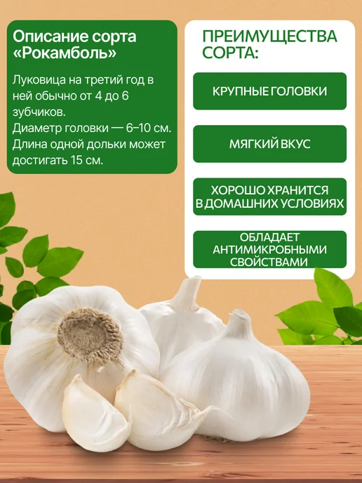 ДОМАШНИЙ ВКУС Лук-чеснок озимый на посадку осенью Рокамболь 0.5 кг, 0,5 кг, фото 2