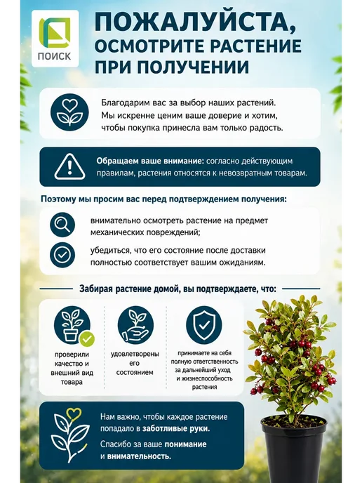 Агрофирма Поиск Нарцисс Крупнокорончатый Чардаш, 3 луковицы, вариант, фото 4