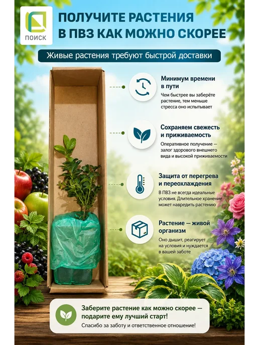 Агрофирма Поиск Нарцисс Крупнокорончатый Чардаш, 3 луковицы, вариант, фото 5