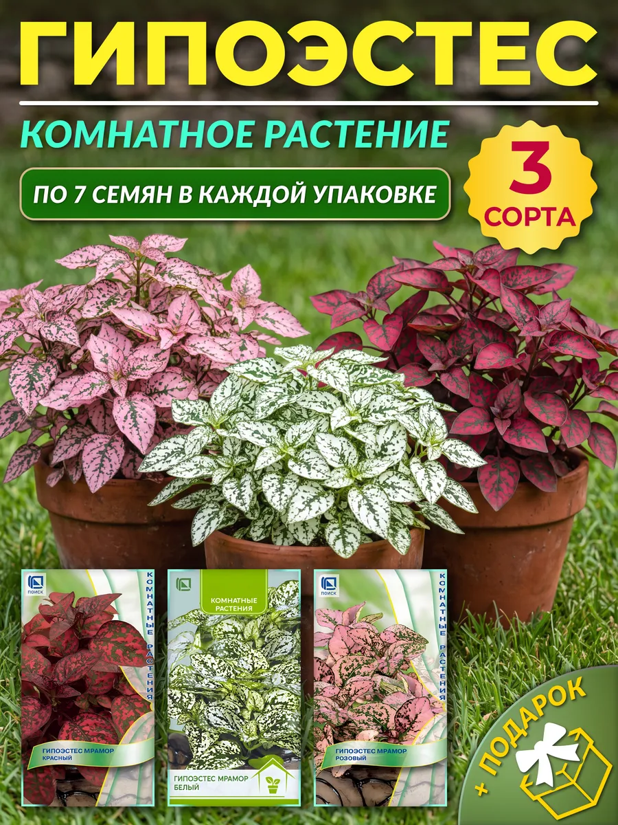 Семена гипоэстеса Мрамор комнатное растение