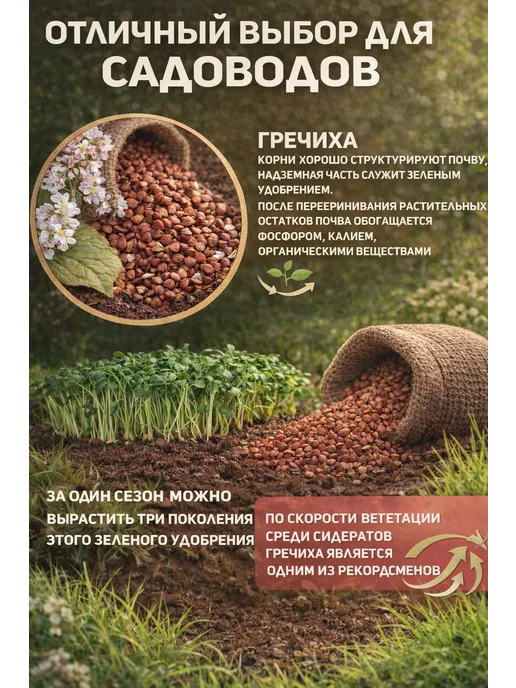 Гречка ядрица, вариант, фото 3